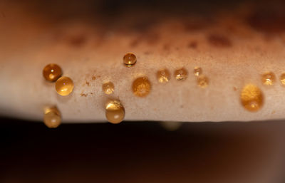 macro photography