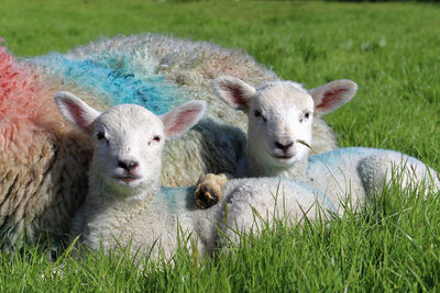 Portrait of sheep on field