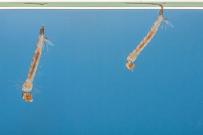 View of jellyfish swimming in sea