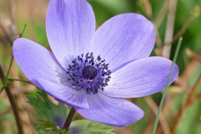 Close-up of purple crocus flower