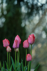 Close-up of pink tulips