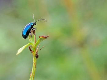 Close-up of insect on flower