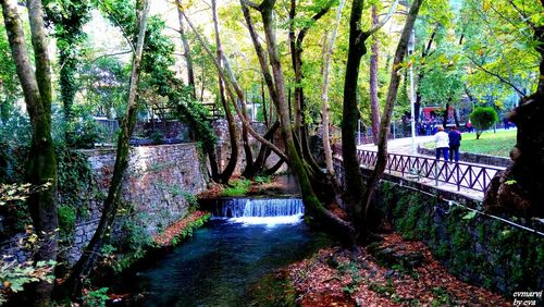 Scenic view of river amidst trees in forest