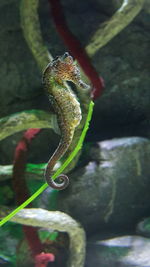 Close-up of chameleon on water