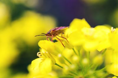 Close-up of insect on yellow flower