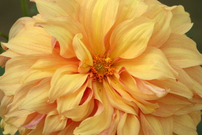 Full frame shot of yellow flower