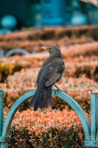 Close-up of bird perching on railing