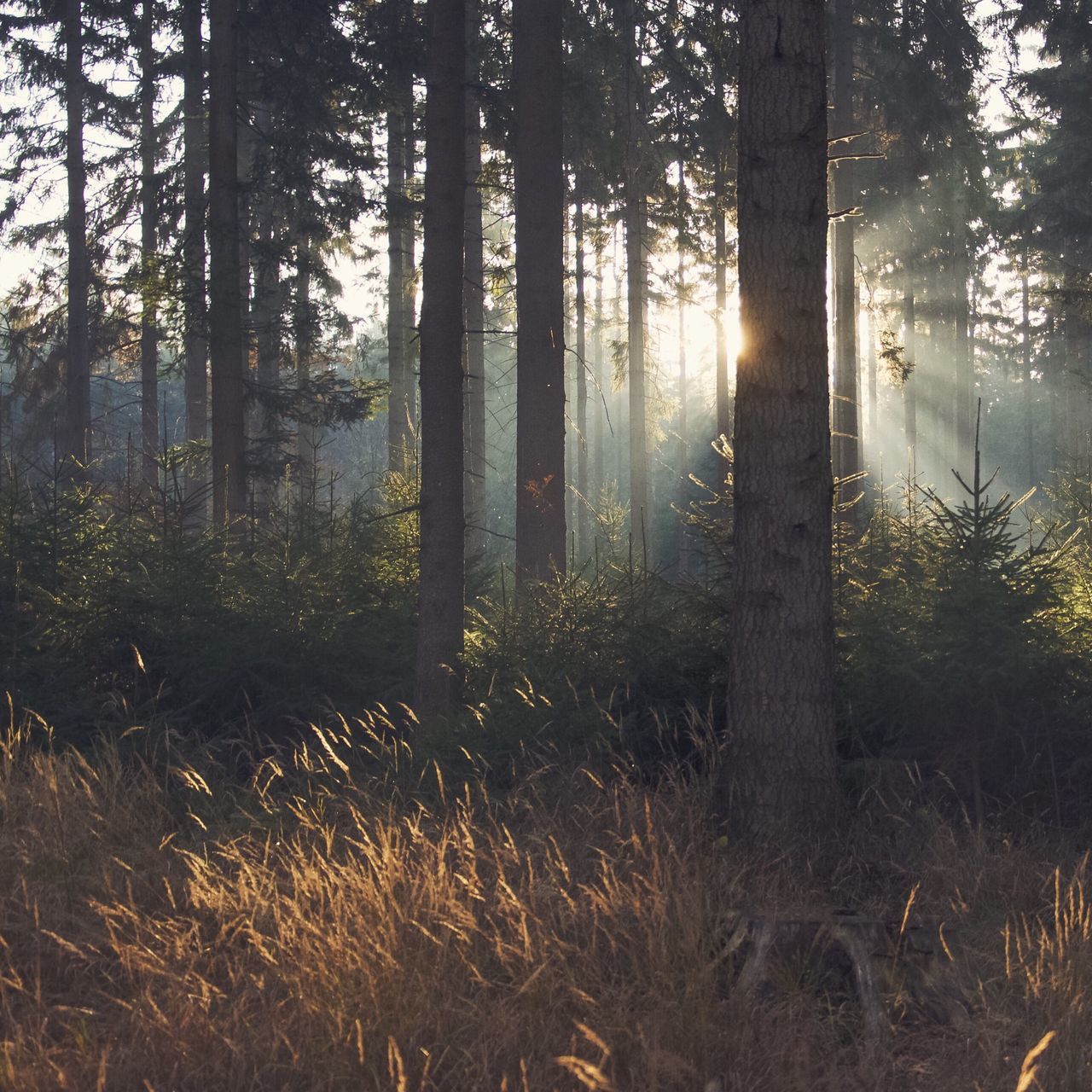 tree, forest, tranquility, tree trunk, tranquil scene, woodland, sun, sunlight, nature, growth, beauty in nature, scenics, sunbeam, landscape, non-urban scene, back lit, lens flare, sunset, idyllic, grass