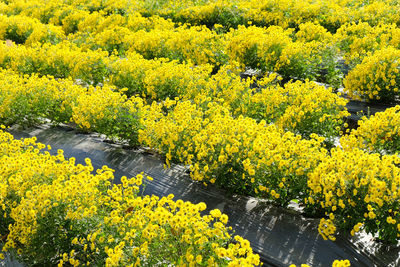 Yellow flowers growing in field