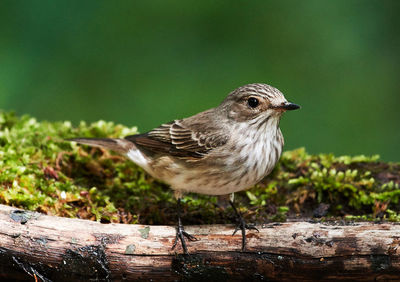 Close-up of bird perching on wood