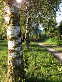 Trees growing on field