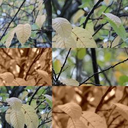 Close-up of leaves against blurred background