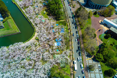 Goryokaku star fort park in springtime cherry blossom. sakura flowers in hakodate, hokkaido, japan