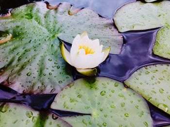 High angle view of water lily in pond