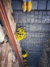 High angle view of yellow flowering plants on wall