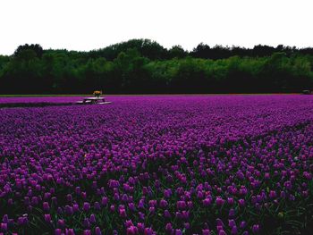 Purple flowering plants on field against clear sky