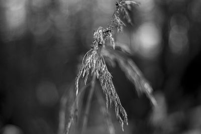 Close-up of plant against blurred background