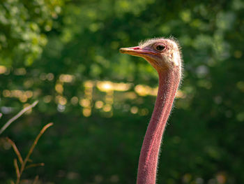 Close-up of a bird