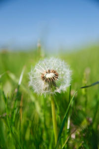 Close-up of dandelion flower on field