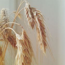 Close-up of feathers