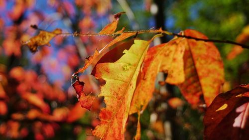 Close-up of autumnal leaves