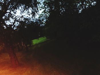 Trees growing on field in forest