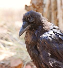 Close-up of bird perching