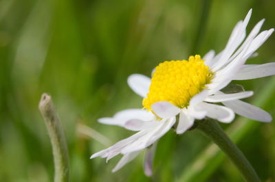 Close-up of flowering plant