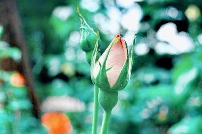Close-up of flowering plant
