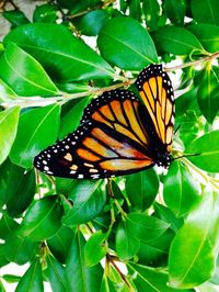 Close-up of butterfly on leaf