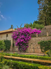 Pink flowering plants against blue sky