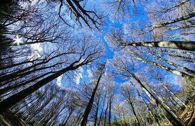 Low angle view of bare trees against sky