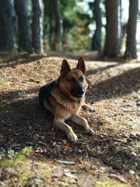 Portrait of dog in forest