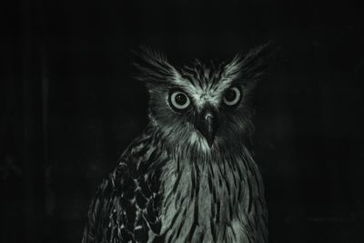 Close-up portrait of owl against sky at night