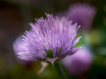 Close-up of purple flowering plant