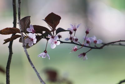 Close-up of cherry blossoms in spring