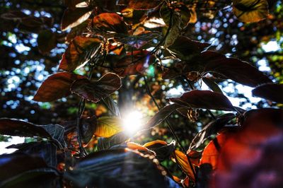 Low angle view of flower tree