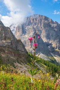 Pink flowers on rock by mountain against sky