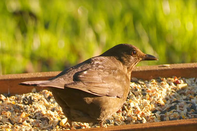 Close-up of bird perching outdoors