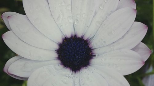 Close-up of white flower blooming outdoors