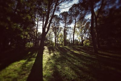 Trees in forest