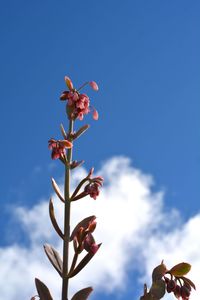 Low angle view of flowering plant against blue sky