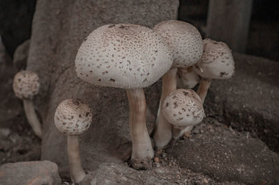 Close-up of mushrooms growing on field