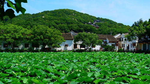 Plants growing on field by buildings against sky