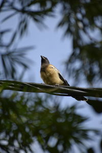 Low angle view of bird perching on branch