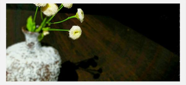 Close-up of flowers