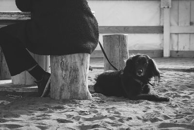 Portrait of dog sitting on beach 