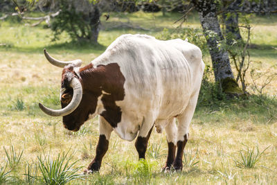 Brown and white