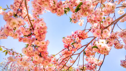 Low angle view of cherry blossoms against sky