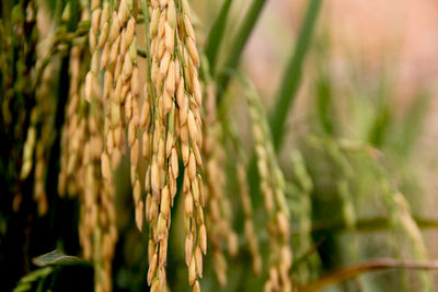 Close-up of crop growing on farm